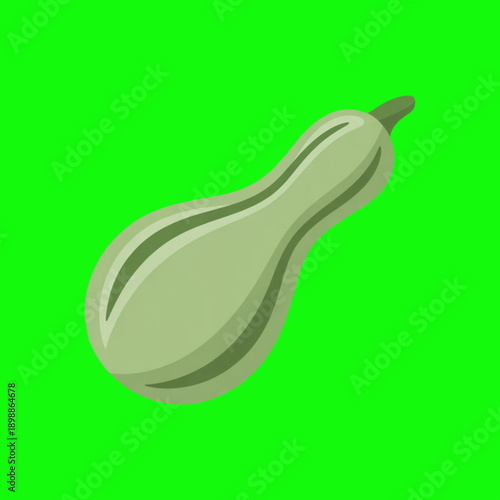 Calabash Gourd Isolated on Green Screen Background Vector Illustration