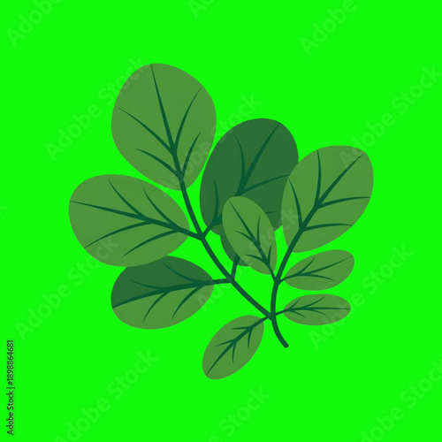 Moringa Leaves Fresh Green Branch Flat Vector Illustration on Bright Green Background