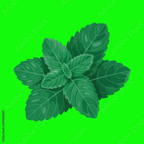 Mint Leaves Fresh Green Vector Illustration Isolated
