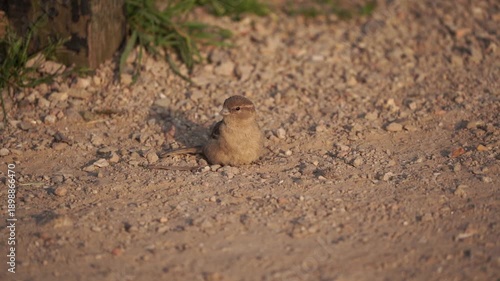 Wallpaper Mural A female house sparrow (Passer domesticus) taking a dust bath (slow motion) Torontodigital.ca