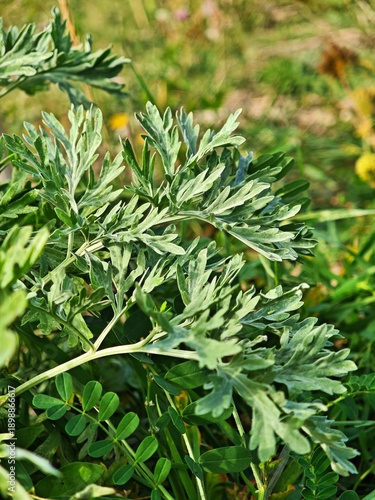 Wormwood (Artemisia vulgaris) on a green field in nature