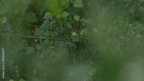 Wallpaper Mural An Icterine warbler (Hippolais icterina) singing while sitting in a tree in May Torontodigital.ca