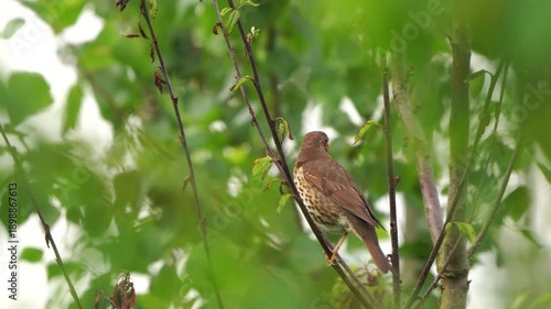 Wallpaper Mural A singing song thrush (Turdus philomelos) in early May. Torontodigital.ca