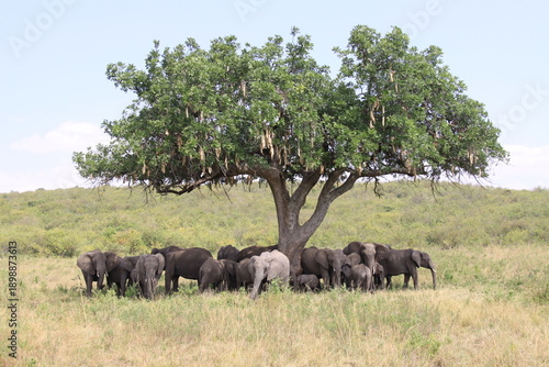 Sticker herd of elephants