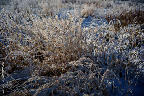 Fotografie Frosted grass in snowy winter meadow background