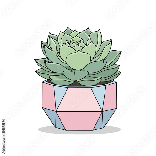 Succulent Plant in Geometric Pot.