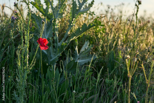 Red Poppy in a Green Field
