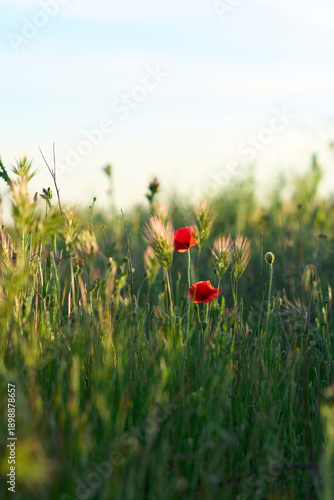 Red Poppies in a Green Field