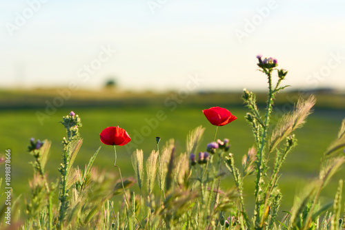 Red Poppies in a Green Field