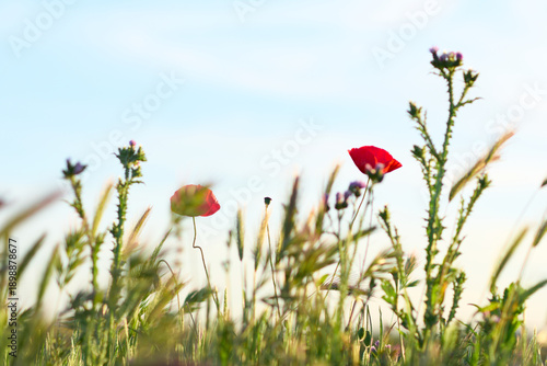 Wildflower field with red poppies under blue sky