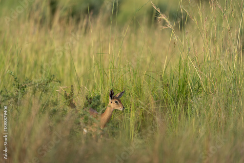 A kob antelope in an open meadow. This is a young antelope in a grassy area of Uganda.