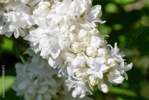 The photo shows a close-up of white lilac flowers. The delicate blooms are in...