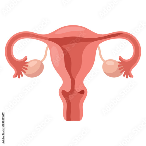 Human anatomy female reproductive system organs location scheme uterus cervix ovary fallopian tube icon vector illustration for medical education health and biology designs