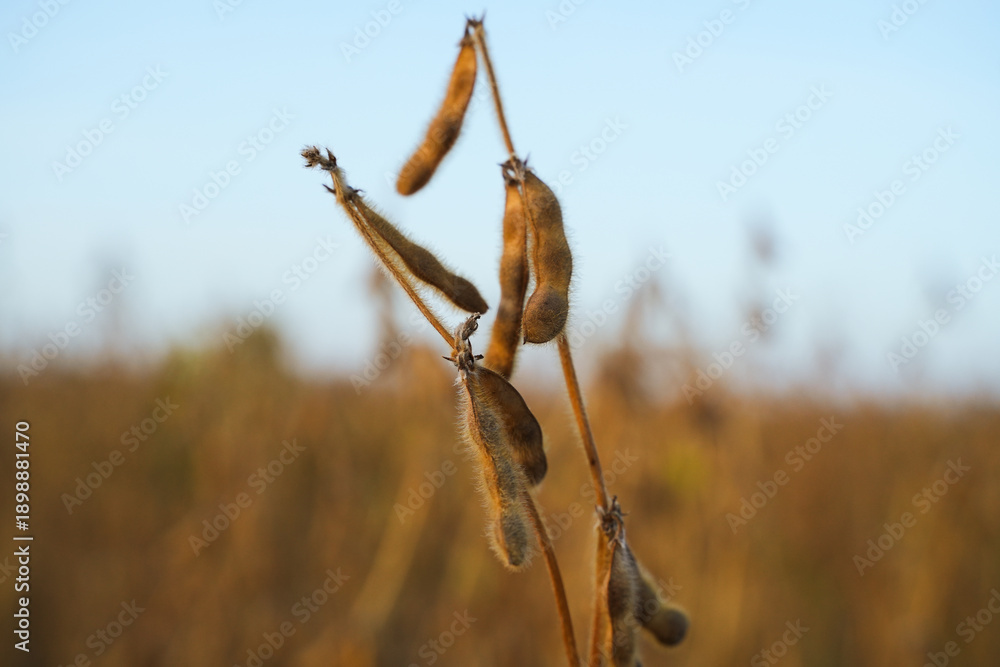 Fototapeta premium Ripe soybean pods on plant stem against blue sky, agricultural crop detail showing harvest stage of legumes