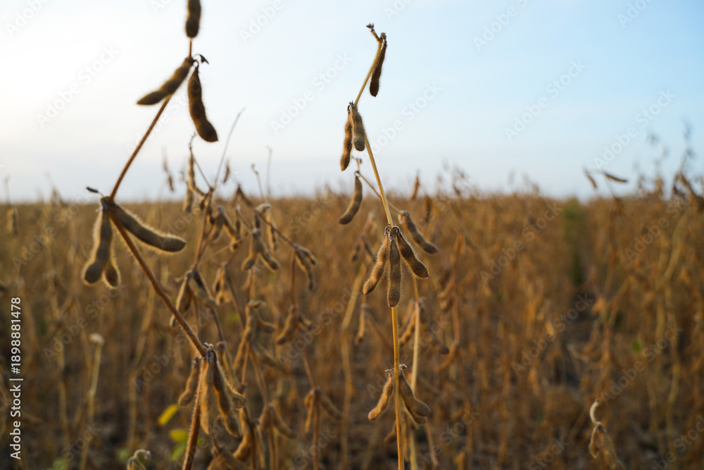 Fototapeta premium Soybean plants with dry pods growing in agricultural field, late season crop landscape before harvest