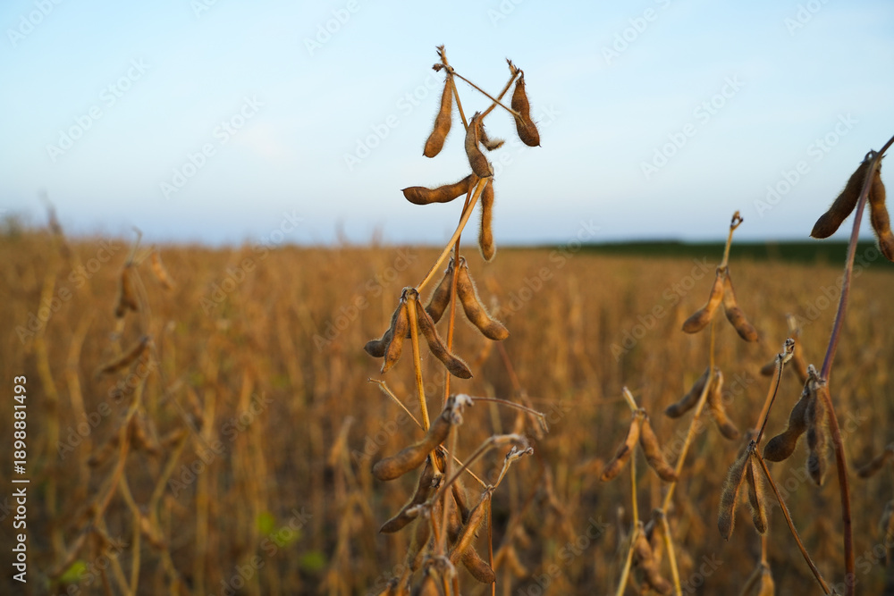 Fototapeta premium Soybean Plant with Mature Pods Against Clear Sky, Autumn Harvest Agriculture and Rural Farming Background