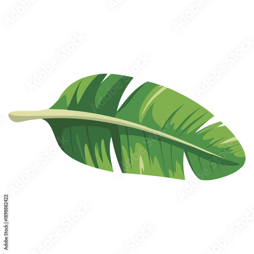 Isolated banana leaf vector illustration perfect for tropical botanical design food wrapping eco concept and natural themed artwork