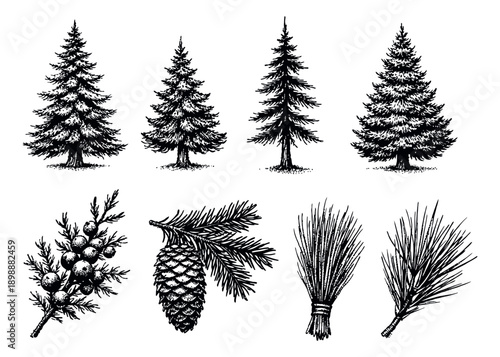 Hand drawn line art botanical set featuring evergreen trees, pine cones, and juniper branches for natural design
