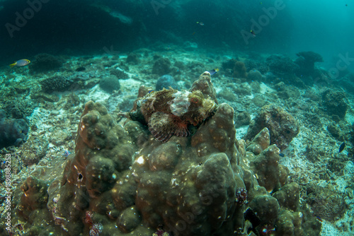 A Scorpaenopsis barbata is hiding on the seabed off the coast of Oman. A poisonous bearded scorpionfish is hiding among the rocks. A fish with poisonous fins.
