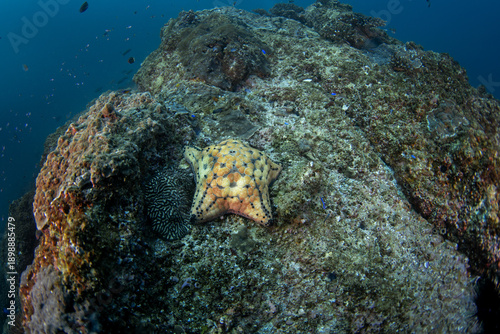 Fotografía A Culcita schmideliana on the seabed near the Omani coast