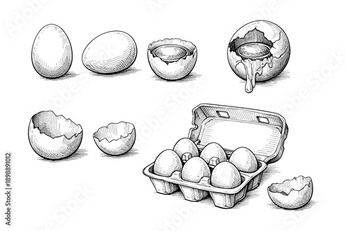 Set of sketched eggs and broken shells in various stages with carton box