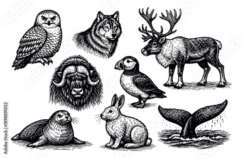 Hand drawn line art arctic wildlife set featuring an owl, wolf, reindeer, musk ox, puffin, seal, rabbit, and whale tail for nature and educational designs