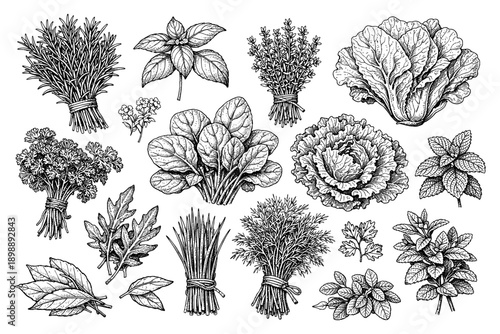 Black and white botanical sketches of various herb and leaf varieties