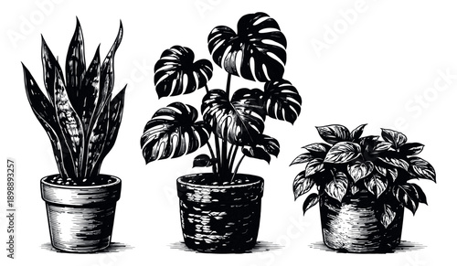 Black and white hand drawn line art potted plants set featuring a snake plant, monstera, and leafy indoor foliage for home decor