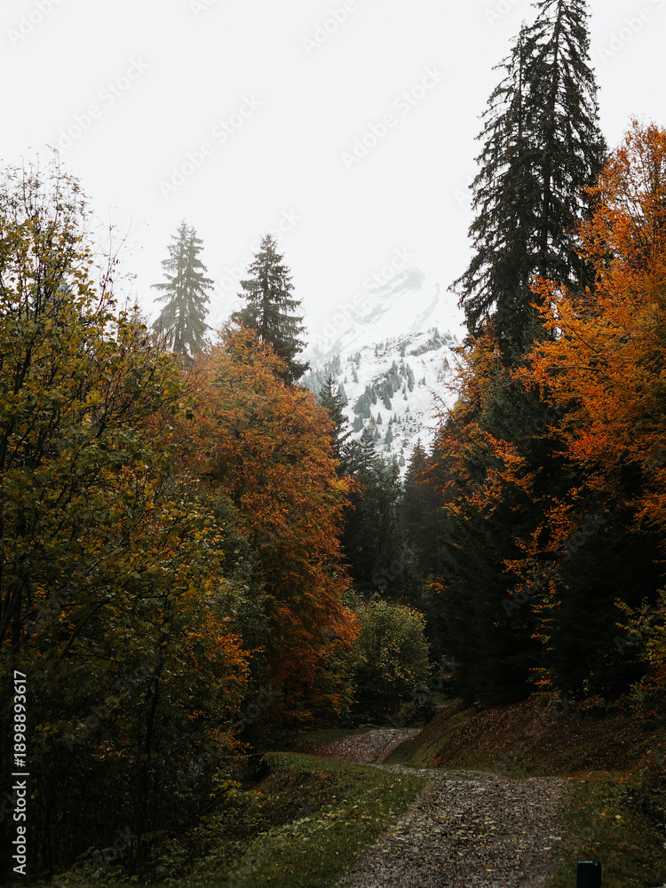 Fototapeta premium Forêt de sapins aux couleurs d'automne avec sommet de montagne enneigé en arrière-plan sous un ciel brumeux, Alpes, France