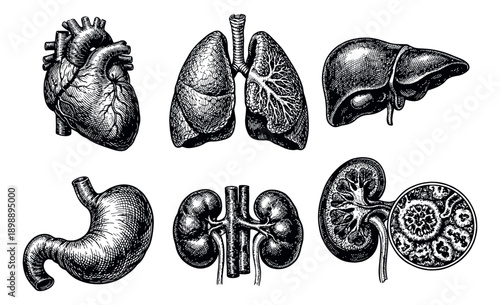 Hand drawn line art human organs set featuring heart, lungs, liver, stomach, and kidneys for medical education