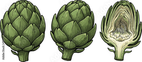 Artichoke Whole and Cut Illustration Set, Hand Drawn Vintage Botanical Vegetable Vector Collection
