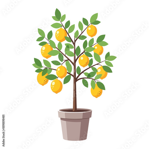 Potted lemon tree with ripe yellow fruits, symbolizing freshness, harvest, and healthy living