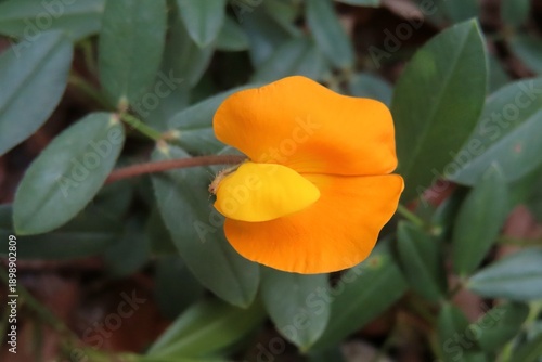 Schilderij op canvas Arachis pinto flower on green leaves background, closeup