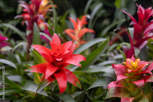 Foto The Scarlet Star