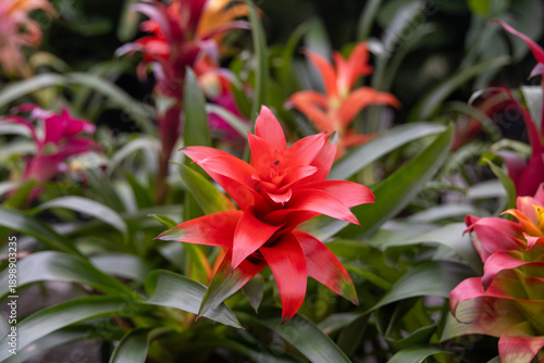 Photos The Scarlet Star
