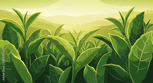 Vibrant Green Tea Plantation Vector Illustration Lush Fields Bathed in Golden Sunlight