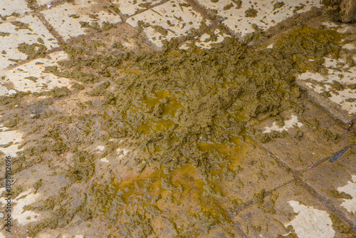 Close-up of fresh horse manure