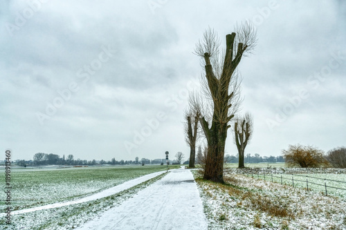 Winterlandschaft mit einigen Bäumen am Rhein in Kaiserswerth