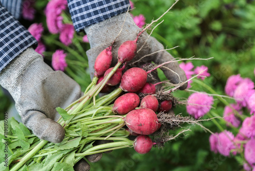 Wallpaper Mural Farmer hands in gloves harvesting picking organic fresh dirty red radish harvest in garden with pink flowers Torontodigital.ca