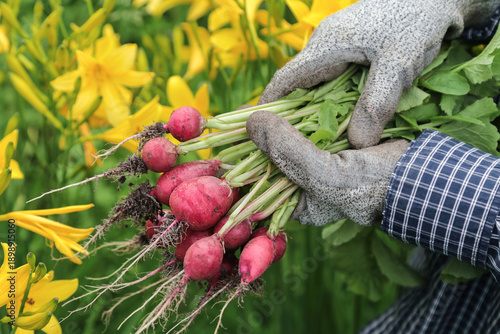 Wallpaper Mural Farmer hands in gloves harvesting picking organic fresh dirty red radish harvest close up in garden with yellow flowers Torontodigital.ca