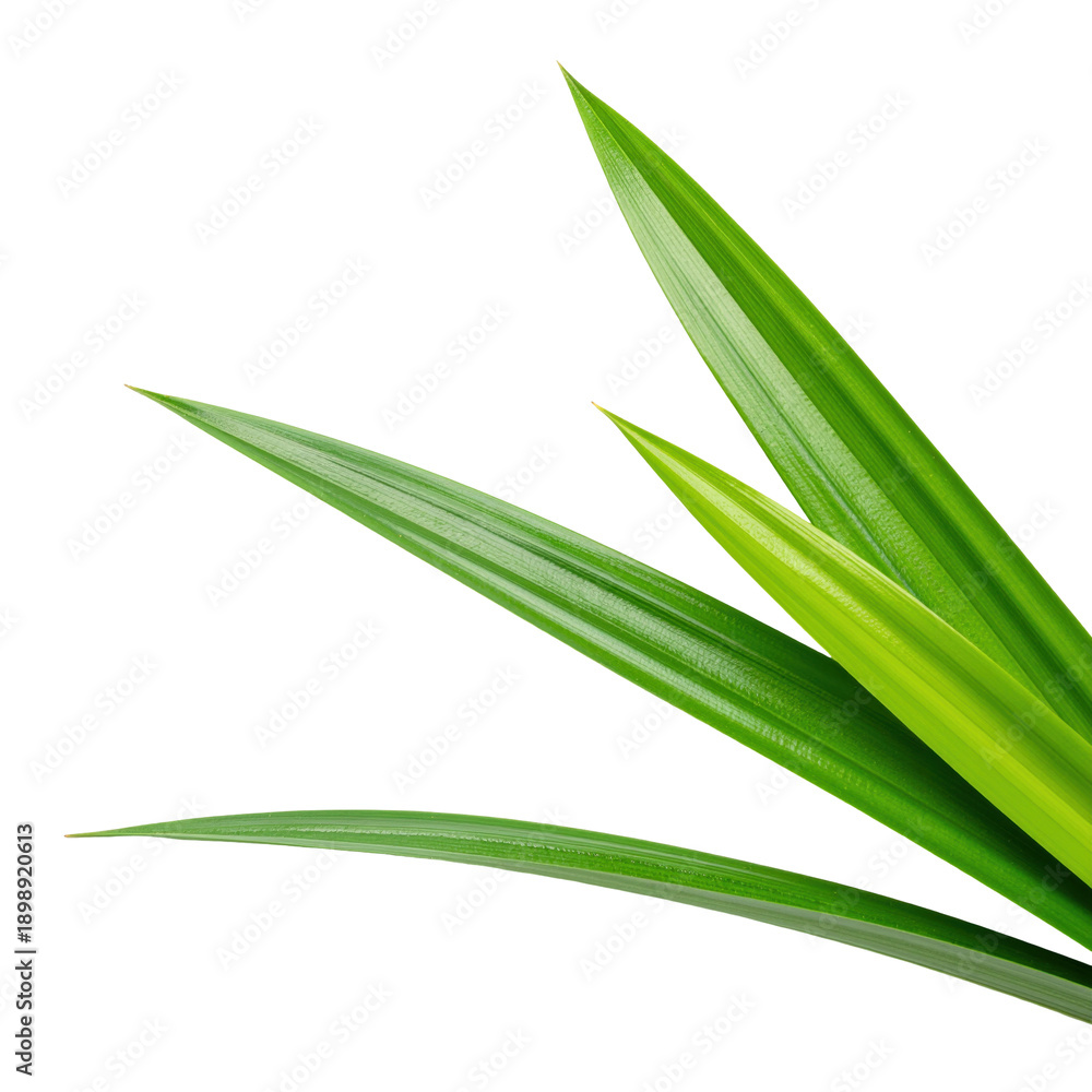 Fototapeta premium Fresh Green Pandan Leaves Isolated On A Transparent Background Highlighting Their Vibrant Texture
