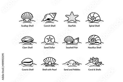 Black and white illustrations of various sea shells and marine elements