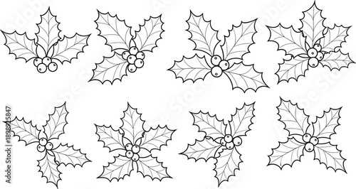 Black and white illustration of various holly leaves and berries