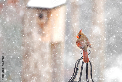 Christmas card snow blizzard photo of female northern cardinal perched on black ironwork with blurry birdbox in background. 