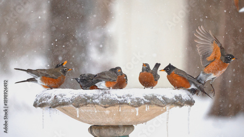 Flock of American robins sipping icy water from concrete birdbath in snowstorm blizzard. 