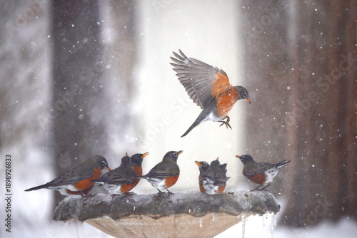 Flock of American robins sipping icy water from concrete birdbath in snowstorm blizzard. 