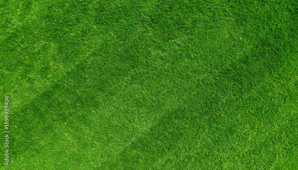 Fototapeta premium Green grass background, top view, close-up