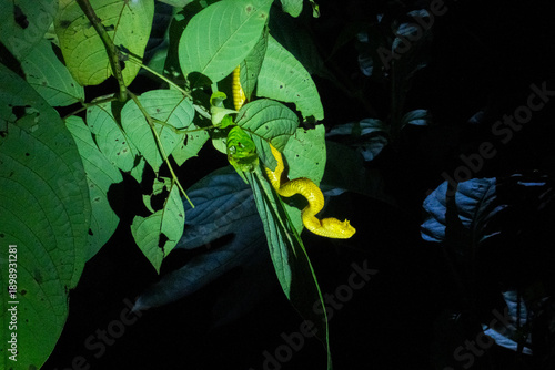 A poisonous eyelash viper in Costa Rica.
