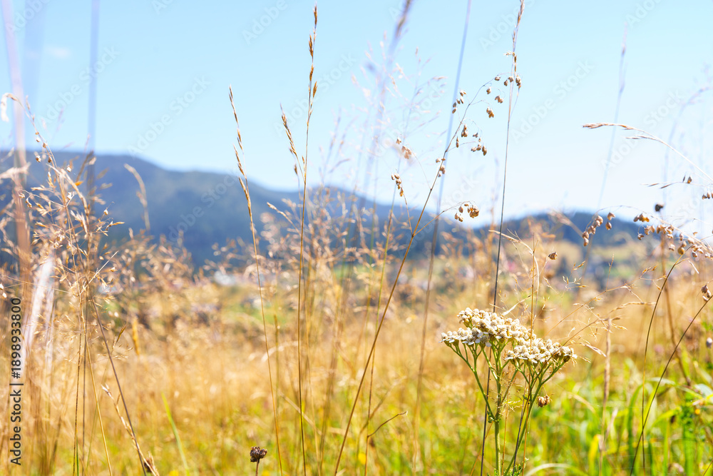 Obraz premium Natural mountain meadow with yellow dry grass, herb and wildflowers under clear blue sky in sunny day, creating warm and peaceful summer nature landscape.