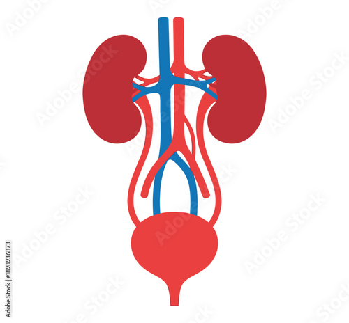 Anatomical illustration of the human urinary system including kidneys and bladder